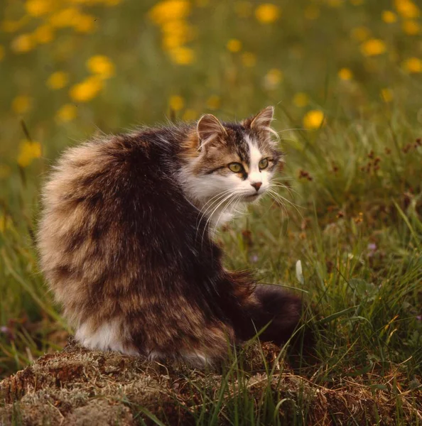 Domowy Kot Spacerujący Polu Trawy — Zdjęcie stockowe
