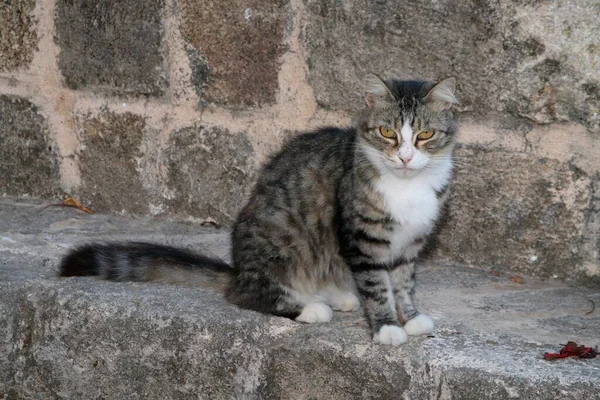 Kot Ulicy Pozowanie Nad Kamienną Ścianą — Zdjęcie stockowe