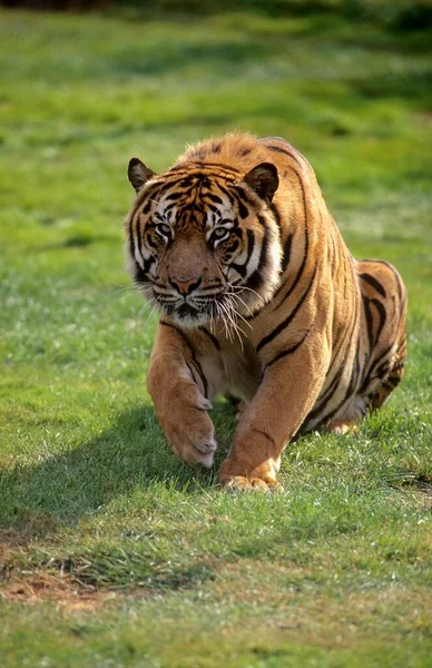 Young Sumatran Tiger Panthera Tigris Sumatrae — Stock Photo, Image