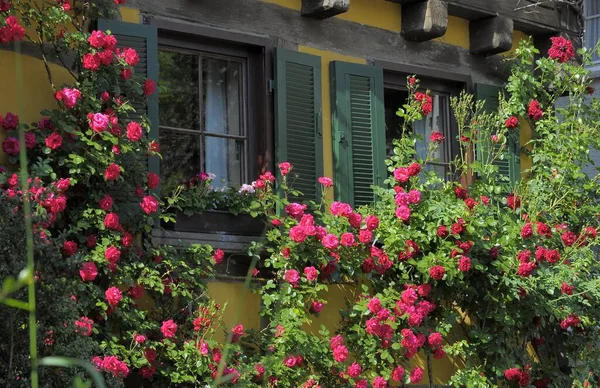 Κόκκινα Τριαντάφυλλα Αναρρίχηση Ανθοφορία Στον Τοίχο Του Σπιτιού Παράθυρο Παντζούρια — Φωτογραφία Αρχείου