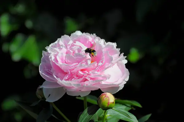 Peonía Rosa Floreciendo Jardín — Foto de Stock