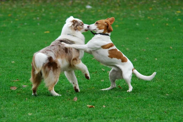 Közelkép Kutyákról Akik Együtt Játszanak Réten — Stock Fotó