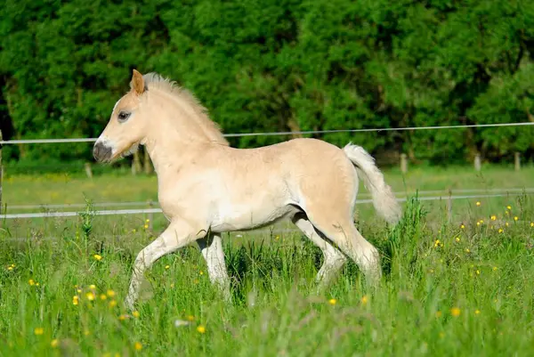 Haflinger Foal Weeks Old Colt Trotting Meadow Przewalski Stallion Equus — Stock Photo, Image