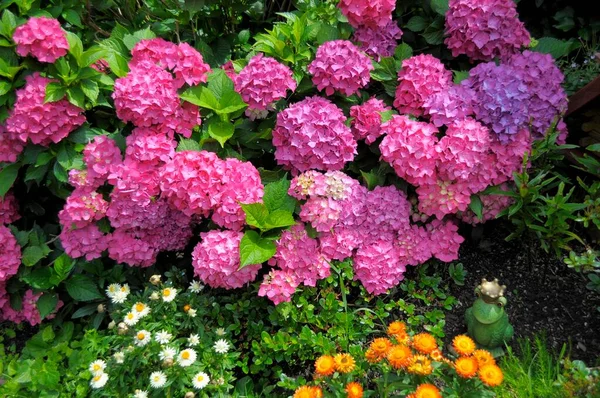 Flores Hortensias Creciendo Jardín — Foto de Stock