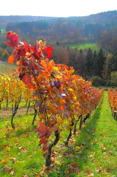 Beautiful Vineyard Field Wine Growing Region — Stock Photo, Image