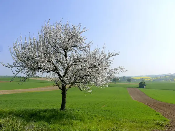 Primavera Paesaggio Albero Frutto Fiorito — Foto Stock