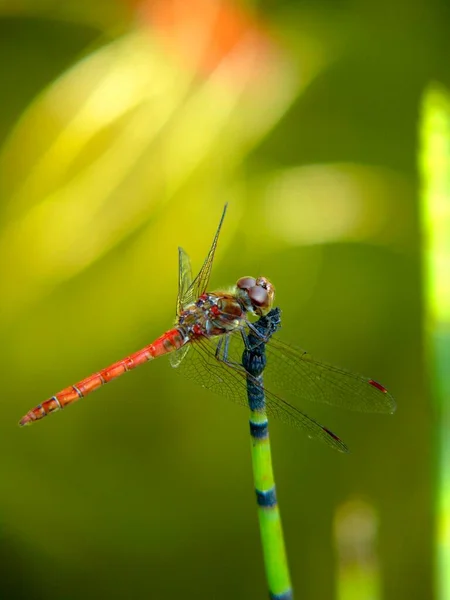 Dragonfly Краю Рослини Вид Крупним Планом — стокове фото