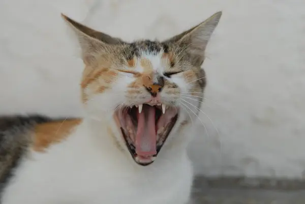 Lindo Gato Doméstico Disparo Diurno — Foto de Stock
