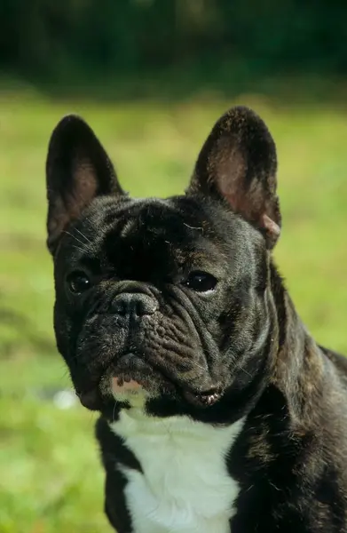 Közelkép Francia Bulldog Természetben Háttér — Stock Fotó