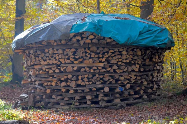 Liście Las Jesienią Stosy Drewna Opałowego Lesie Pobliżu Maulbronn — Zdjęcie stockowe