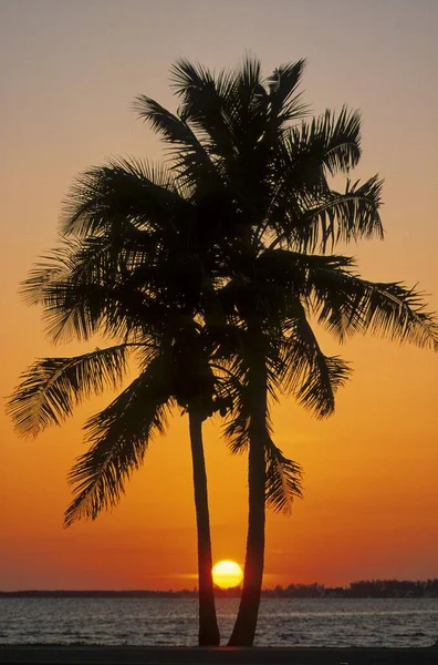 Palm Tree Sunset Sanibel Florida Usa North America — Stock Photo, Image