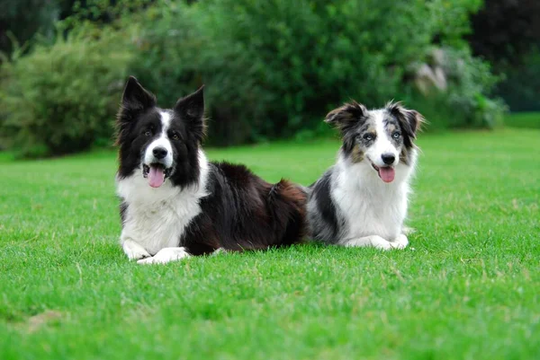 2, Two border collies lying side by side in a meadow, FCI Standard No. 297/1. 1, two border collies side by side