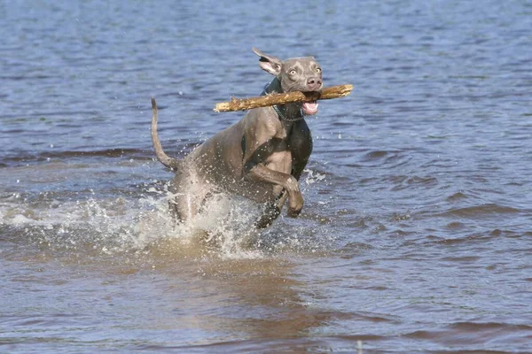 Portrét Výmarského Psa Běžícího Vodě — Stock fotografie