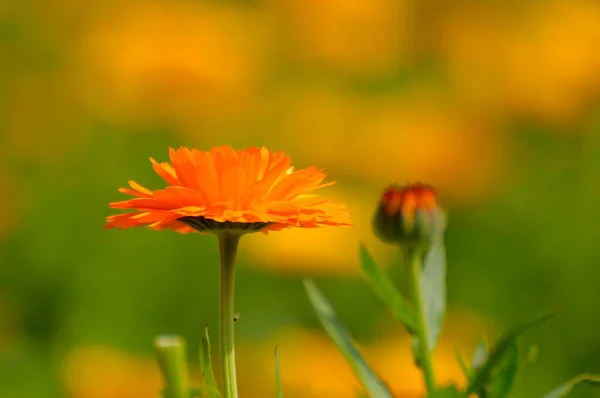 Beaux Soucis Fleurissant Dans Jardin — Photo