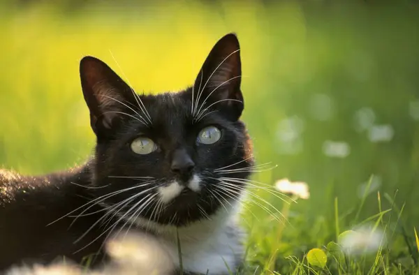 Домашній Кіт Чоловічий Чорно Білий — стокове фото