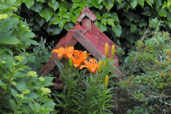 Bahçedeki Kuş Evinde Zambaklar Bahçede Çiçeklenmiş Zambaklar — Stok fotoğraf