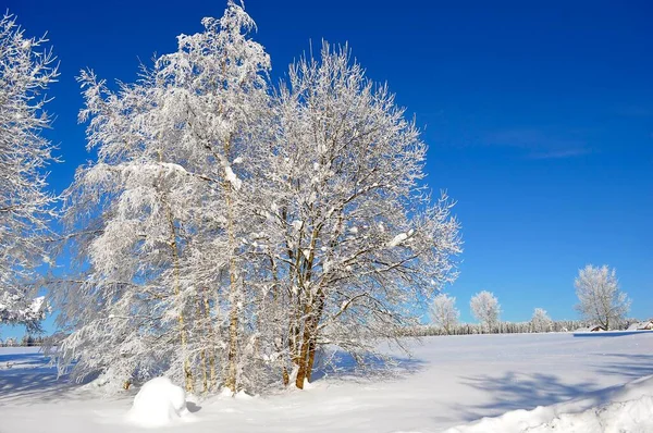 Północny Czarny Las Koło Besenfeld Śniegiem Lodem Niemcy Europa — Zdjęcie stockowe