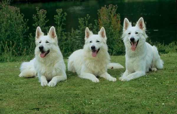 3 three White Shepherd Dog, Berger Blanc Suisse (White Swiss Shepherd Dog), White Shepherd Dog, White Shepherd, FCI, Standard provisional No 347