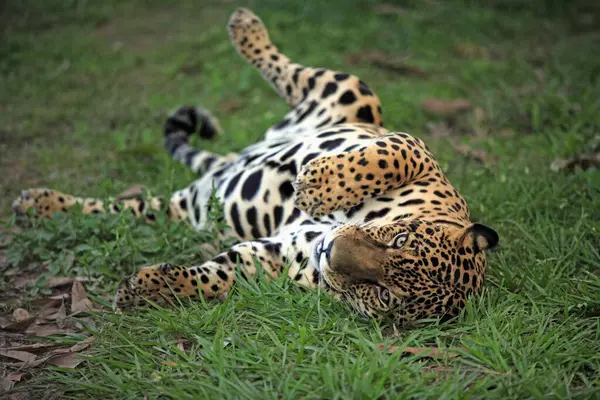 Jaguar Panthera Onca Pantanal Brazil Adult Male Portrait Lying Brazil — стоковое фото