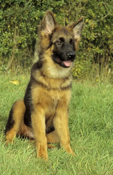 Gamla Tyska Shepherd Dog Valp — Stockfoto