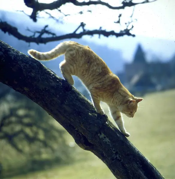 Domowy Kot Wspinający Się Drzewo — Zdjęcie stockowe