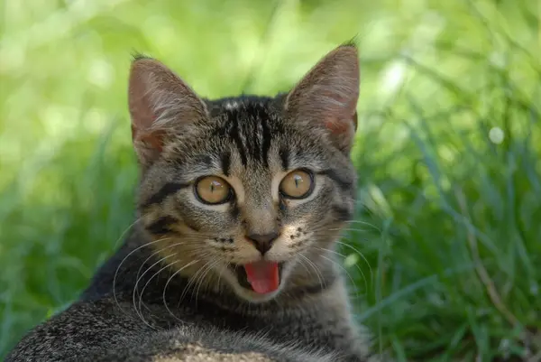Genç Evcil Kedi Tekir Çimenlerde Yatar Portre Kedi Soysuz Shorthair — Stok fotoğraf
