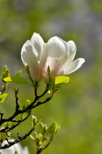 Białe Kwiaty Magnolii Zdjęcie Detali Zbliżenie Spodek Magnolia Magnolia Soulangeana — Zdjęcie stockowe