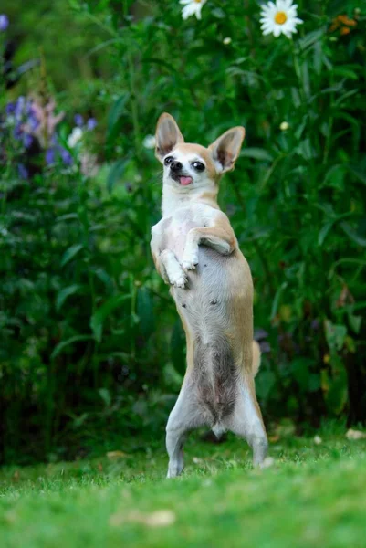 Chihuahua, shorthair, standing straight up on hind legs, FCI Standard No. 218, smooth-coated, standing straight up on hind domestic dog (canis lupus familiaris)