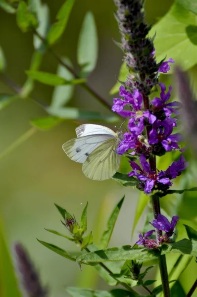 Butterfly : Cabbage white butterfly on flower, loosestrife blooming by the pond