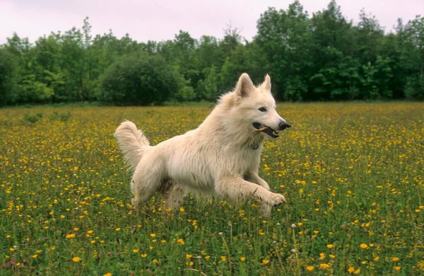 Weißer Schäferhund Auf Wiese — Stockfoto