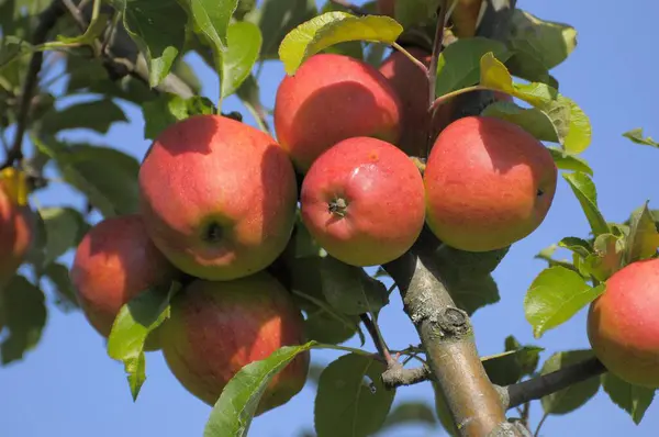 Ripe Apples Tree Garden Daytime View — Stock Photo, Image