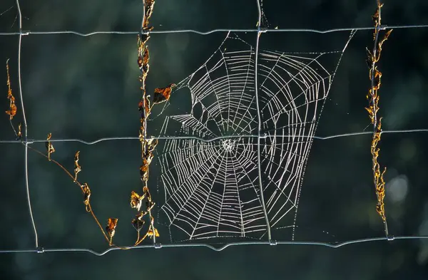 Spinnenweb Met Touw — Stockfoto