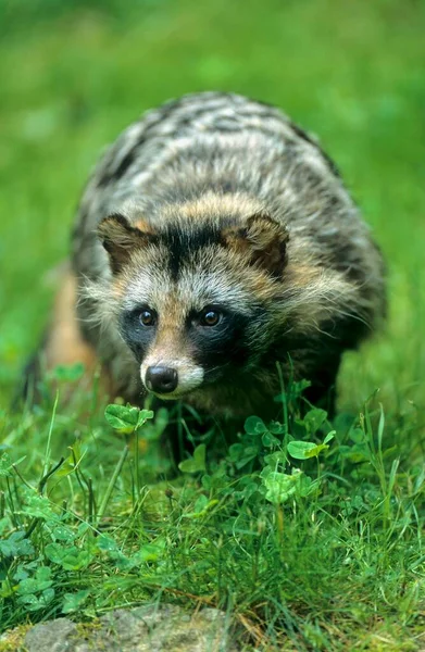 Close View Raccoon Dog Nature — Stock Photo, Image