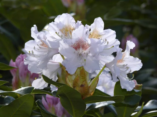 Rododendron Kwitnący Ogrodzie Ogród Tulipanowy — Zdjęcie stockowe