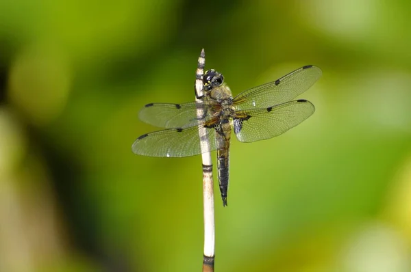Dragonfly Στη Λίμνη Τέσσερα Στίγματα Libellula Quadrimaculata Τέσσερα Στίγματα Λιβελούλας — Φωτογραφία Αρχείου