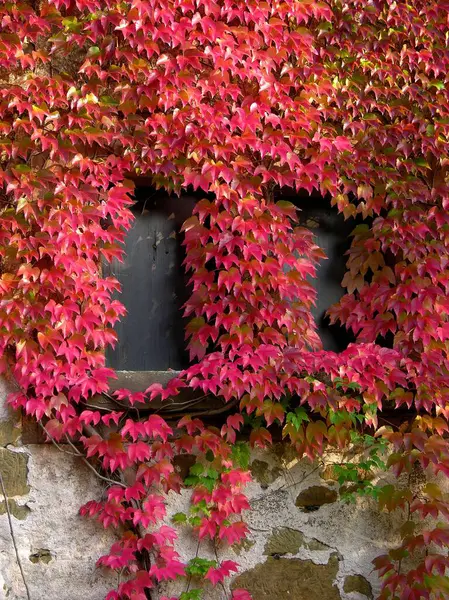 Dzikie Wino Jesienią Fasada Domu Okno — Zdjęcie stockowe