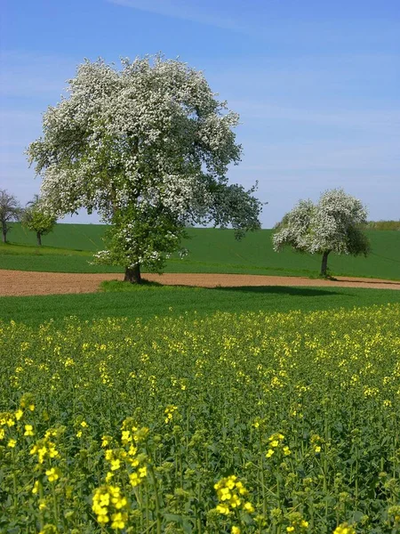 Pear Trees Summer Meadow Daytime View — Stock Photo, Image