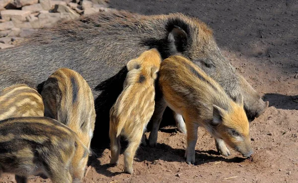 Wild sow with piglet, wild boar