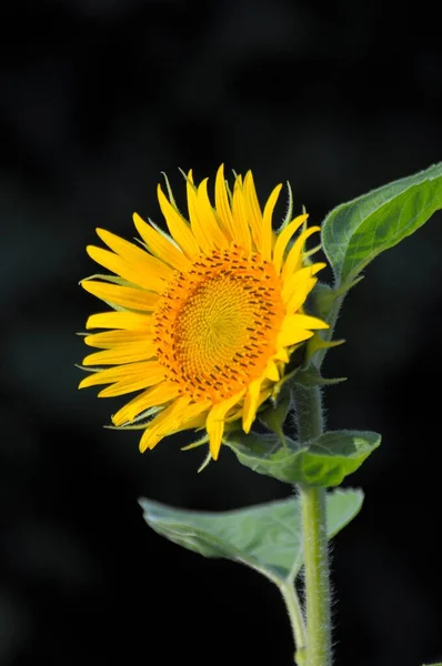 Sonnenblume Nahsicht Landwirtschaftliches Konzept — Stockfoto