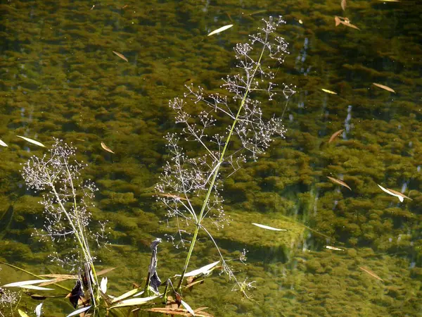 池塘边的抗旱植物 — 图库照片