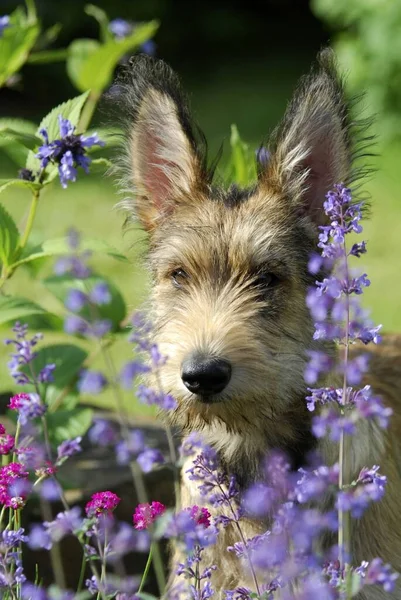 花の間のバーガーピカールのクローズアップビュー — ストック写真