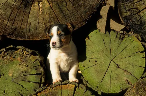 Jack Russell Terrier Cachorrinho Aprox Semanas Idade — Fotografia de Stock