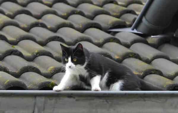 Domowy Kot Stojący Rynsztoku Kot Stojący Rynsztoku Dzikim Kocie Felis — Zdjęcie stockowe
