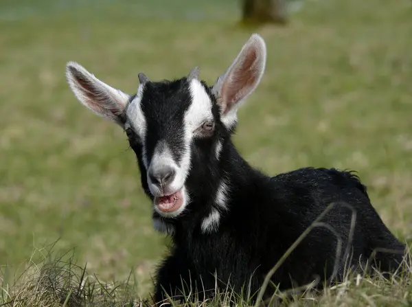 Goats Black White — Stock Photo, Image