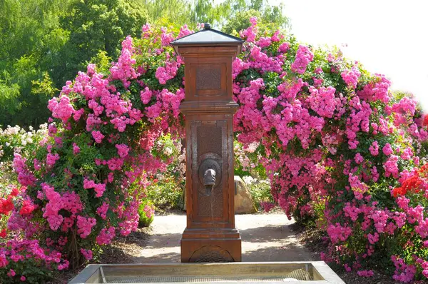 Fountain Rose Garden Oberderdingen Rose Arch — Stock Photo, Image