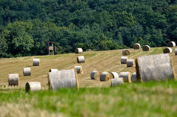 Baloți Paie Într Câmp Cereale Lângă Knittlingen — Fotografie, imagine de stoc