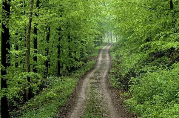 Camino Forestal Primavera — Foto de Stock