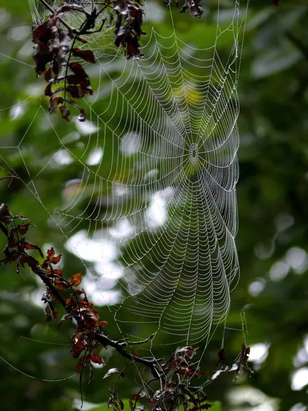 Spinnennetz Baum Wald Nahsicht — Stockfoto
