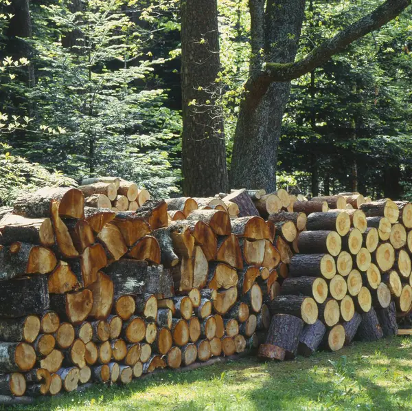 Brennholz Angehäuft Brennholz Wald — Stockfoto