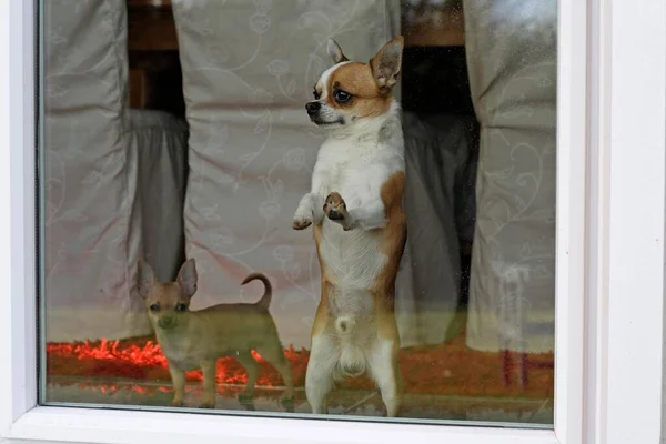 Man Chihuahua Gammal Står Med Framtassarna Upprätt Vid Fönstret Och — Stockfoto